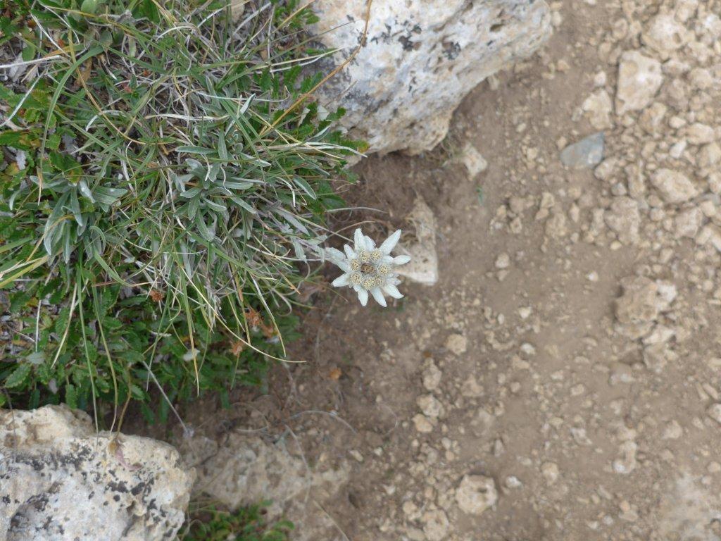 Edelweiss