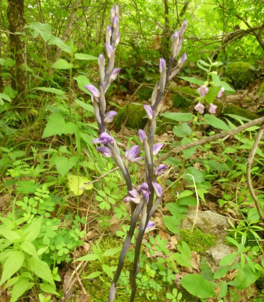 11. Limodorum à feuilles avortées