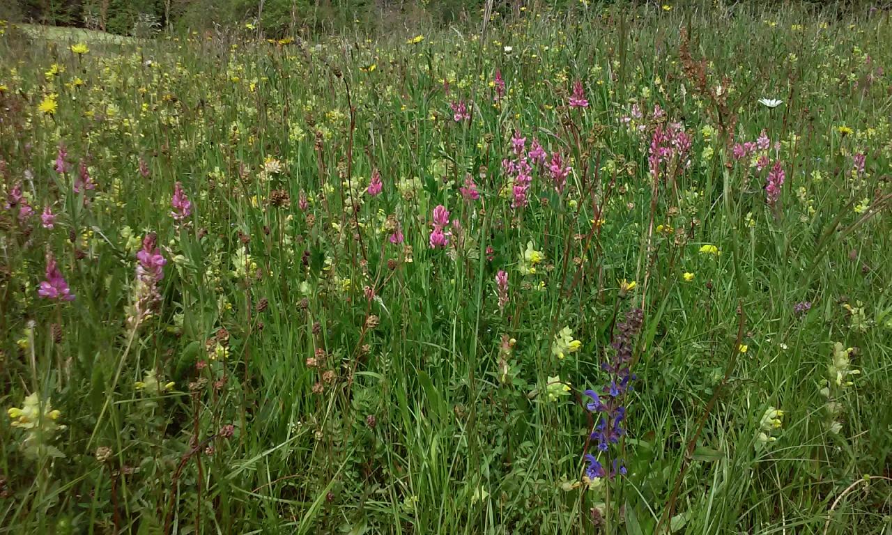 Prairie bien fleurie