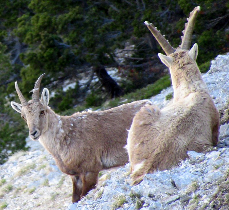 Bouquetins Sentier des Charenches 16/05/19