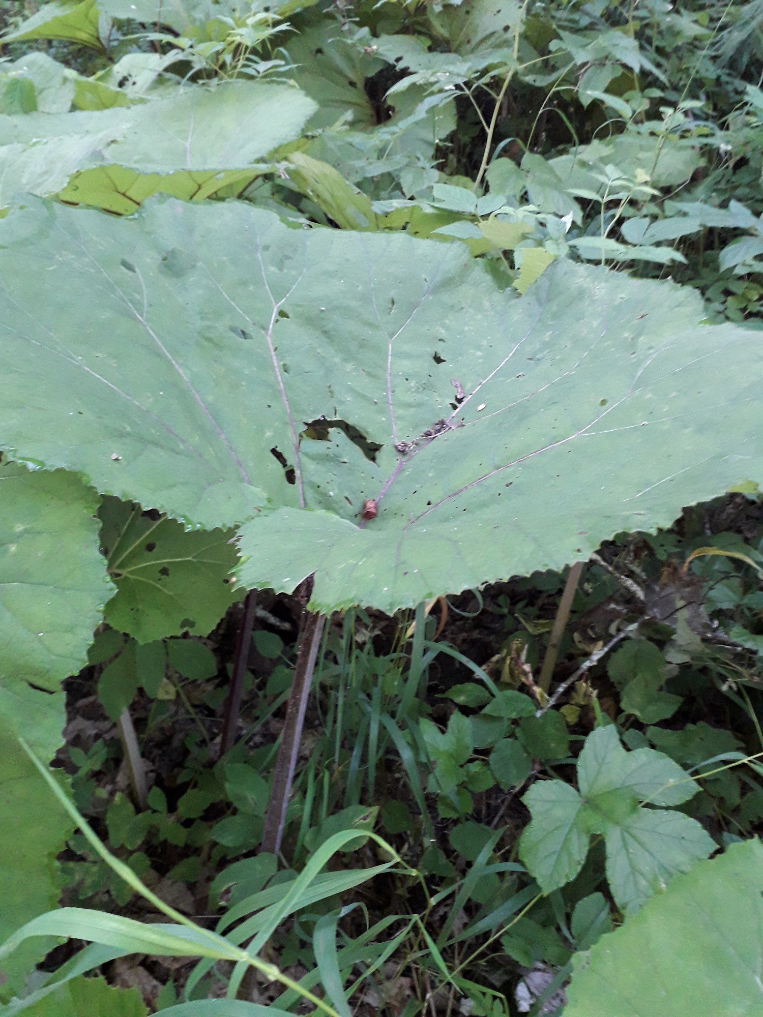 Grand pétasite (Vallon de Navette 9/07/2020)