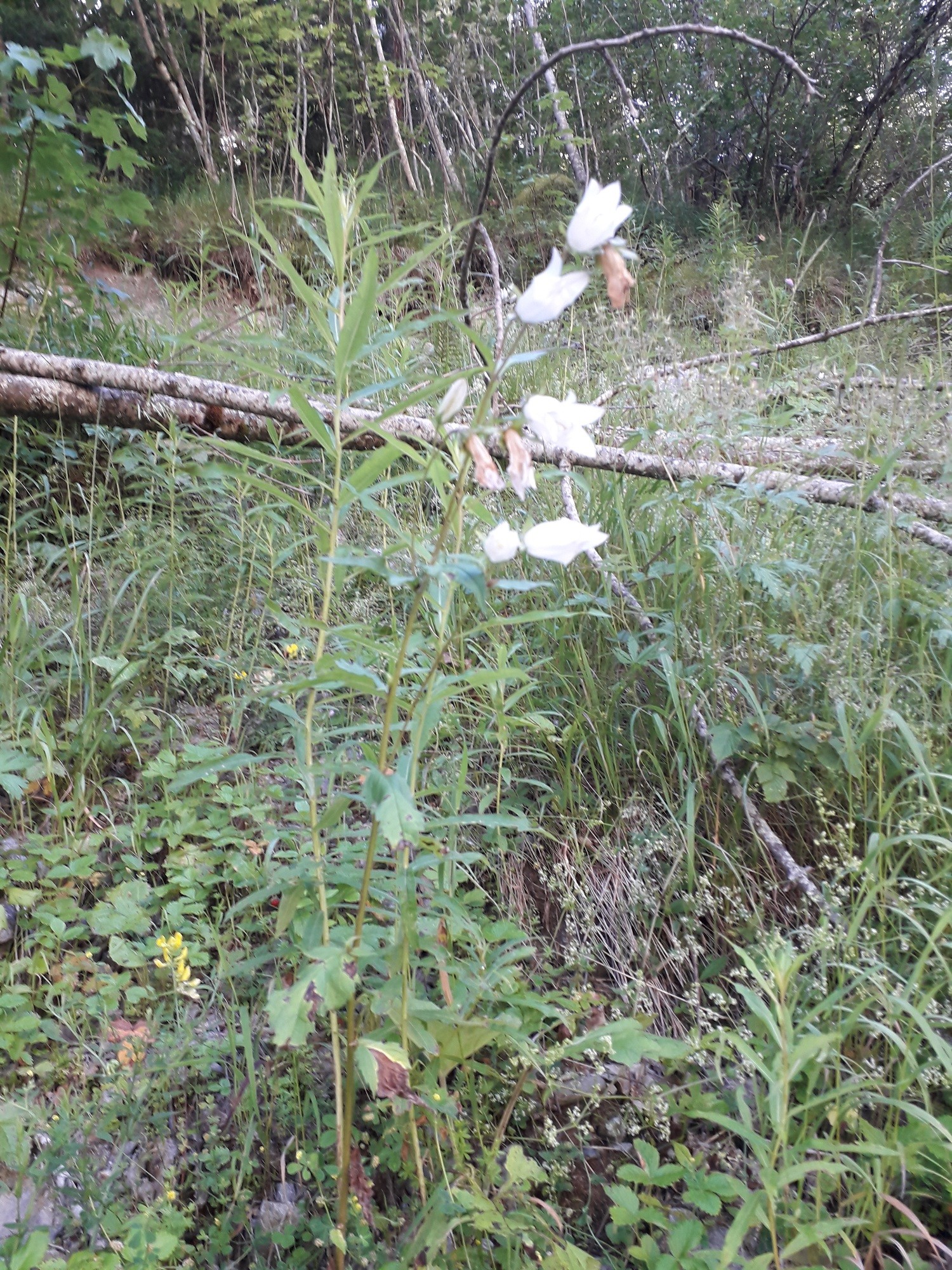 Campanule (Vallon de Navette 9/07/2020)