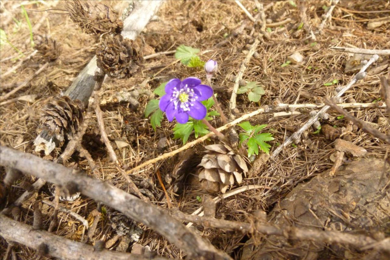 15. Anémone hépatique