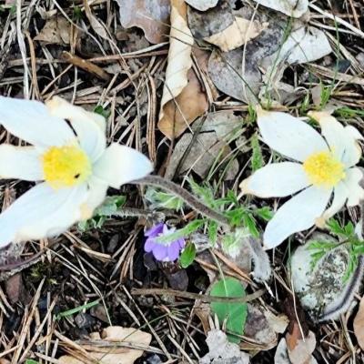 24 avril Roc de Longue Dent