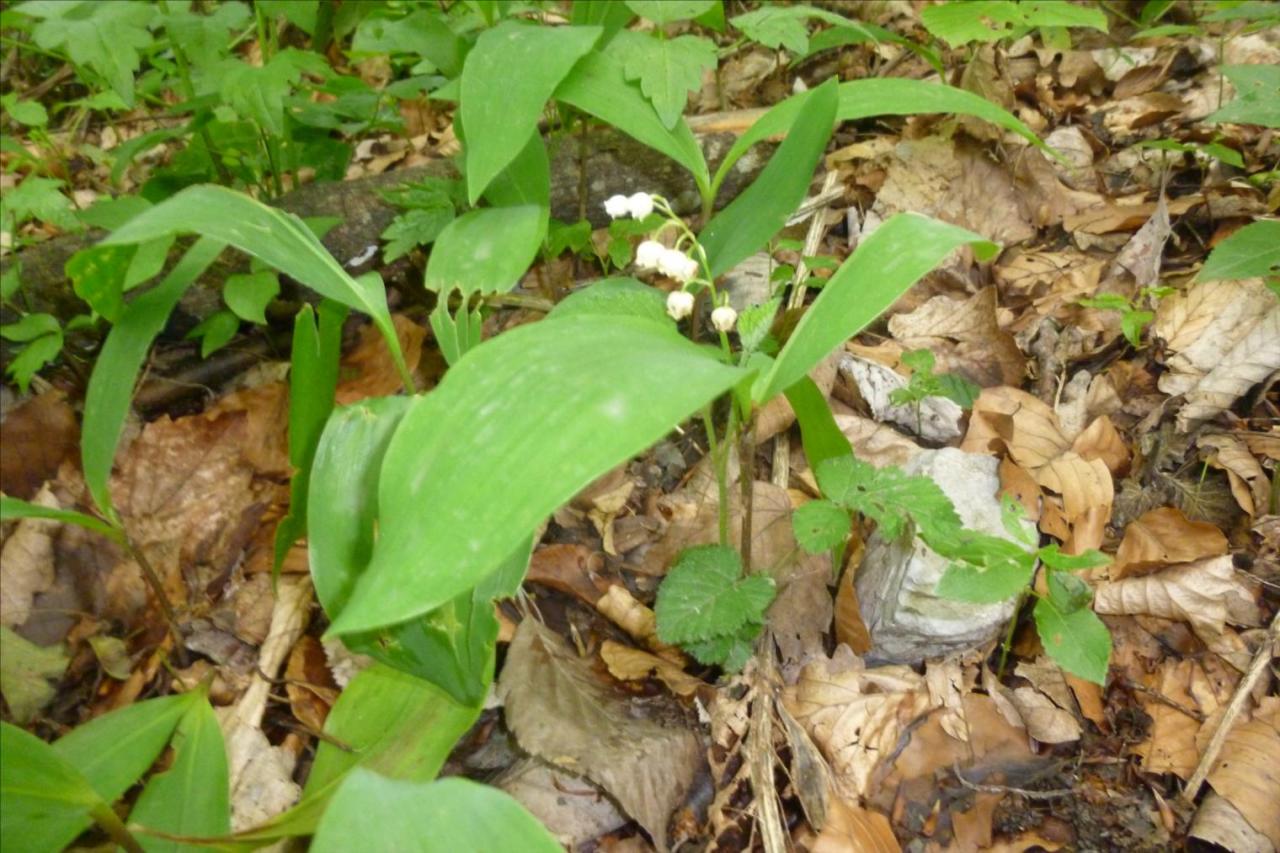 Muguet