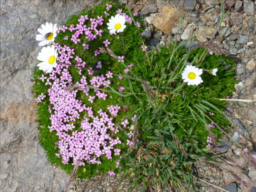 Coussin fleuri