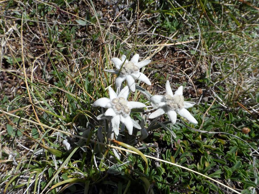 Edelweiss