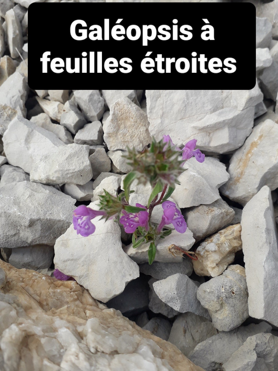 Galeopsis a feuilles etroites (Aujour 22/09/22)