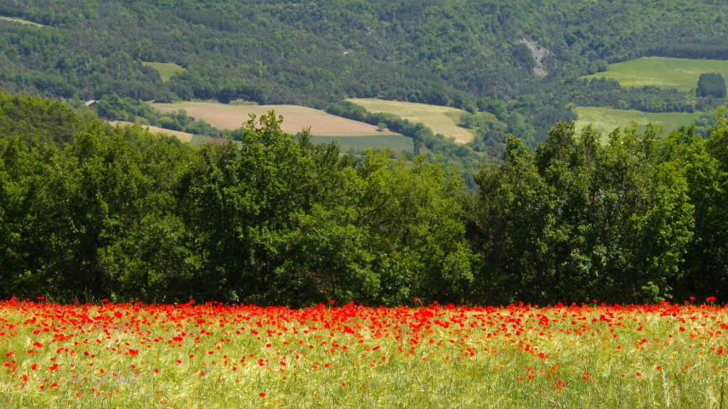 Insolite rougeur