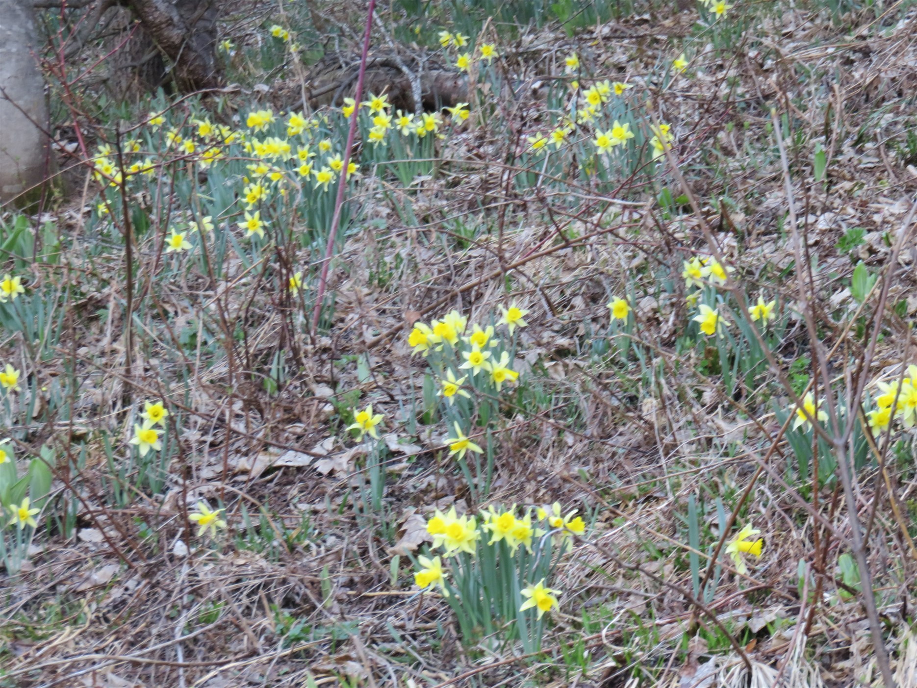 Jonquilles