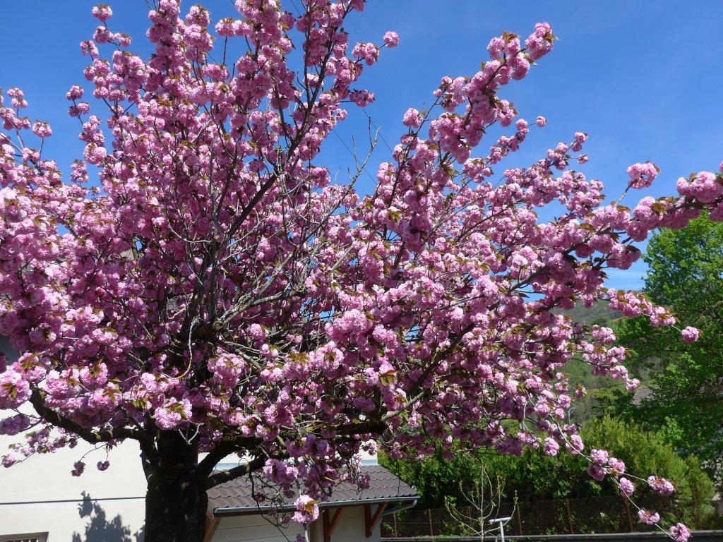 12 C'est vraiment le printemps !