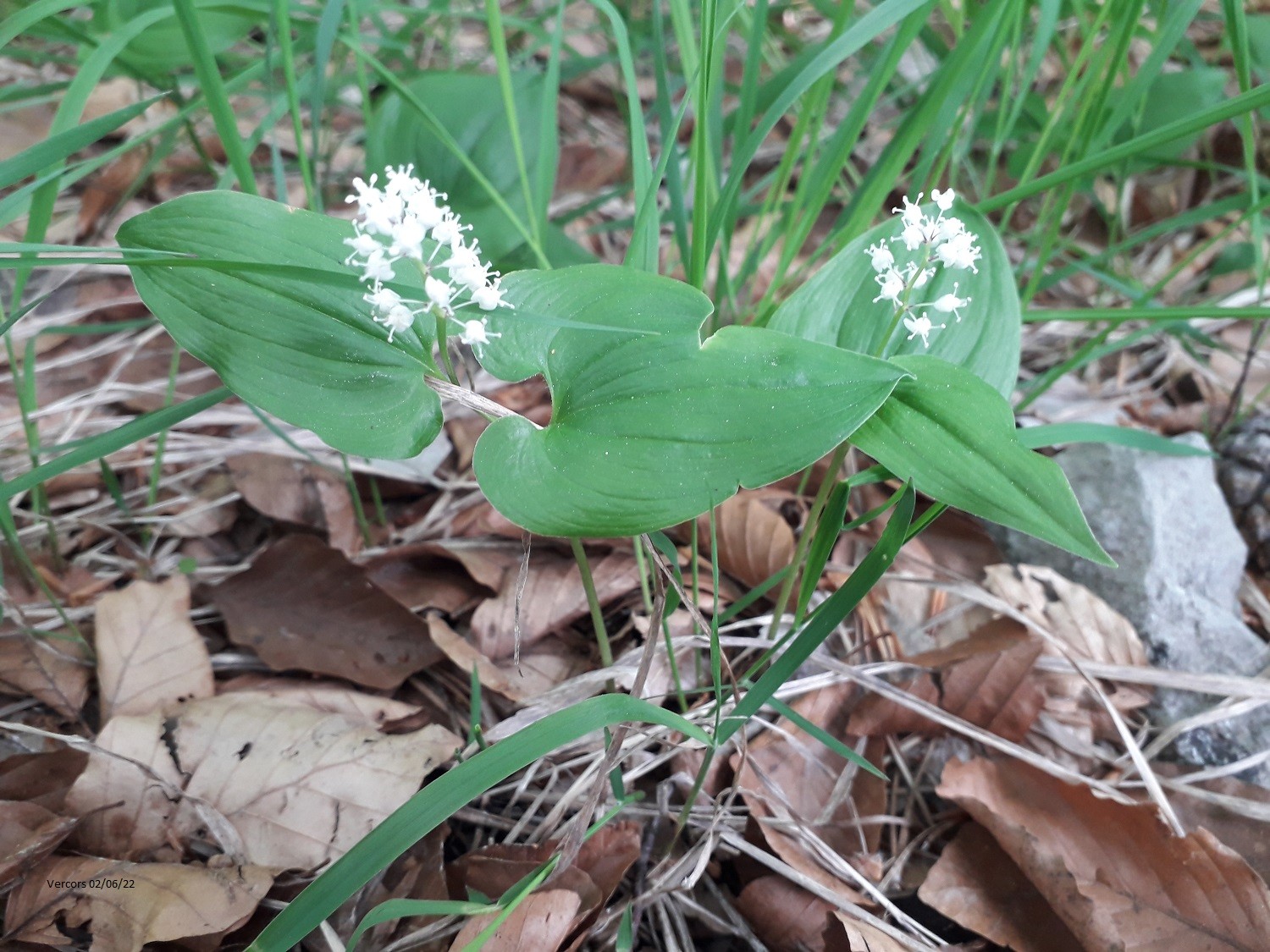 Maiantheme a deux feuilles 1