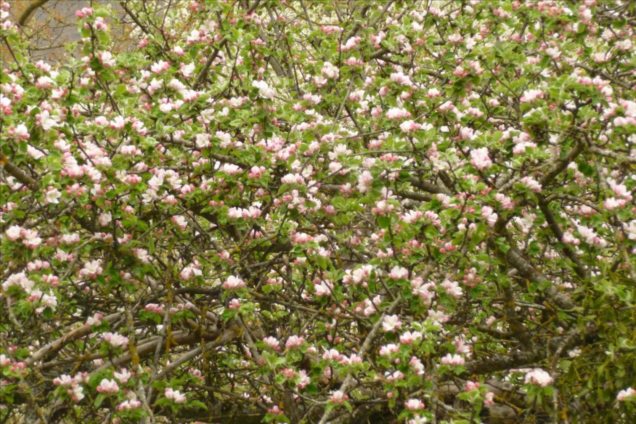 C'est le printemps !