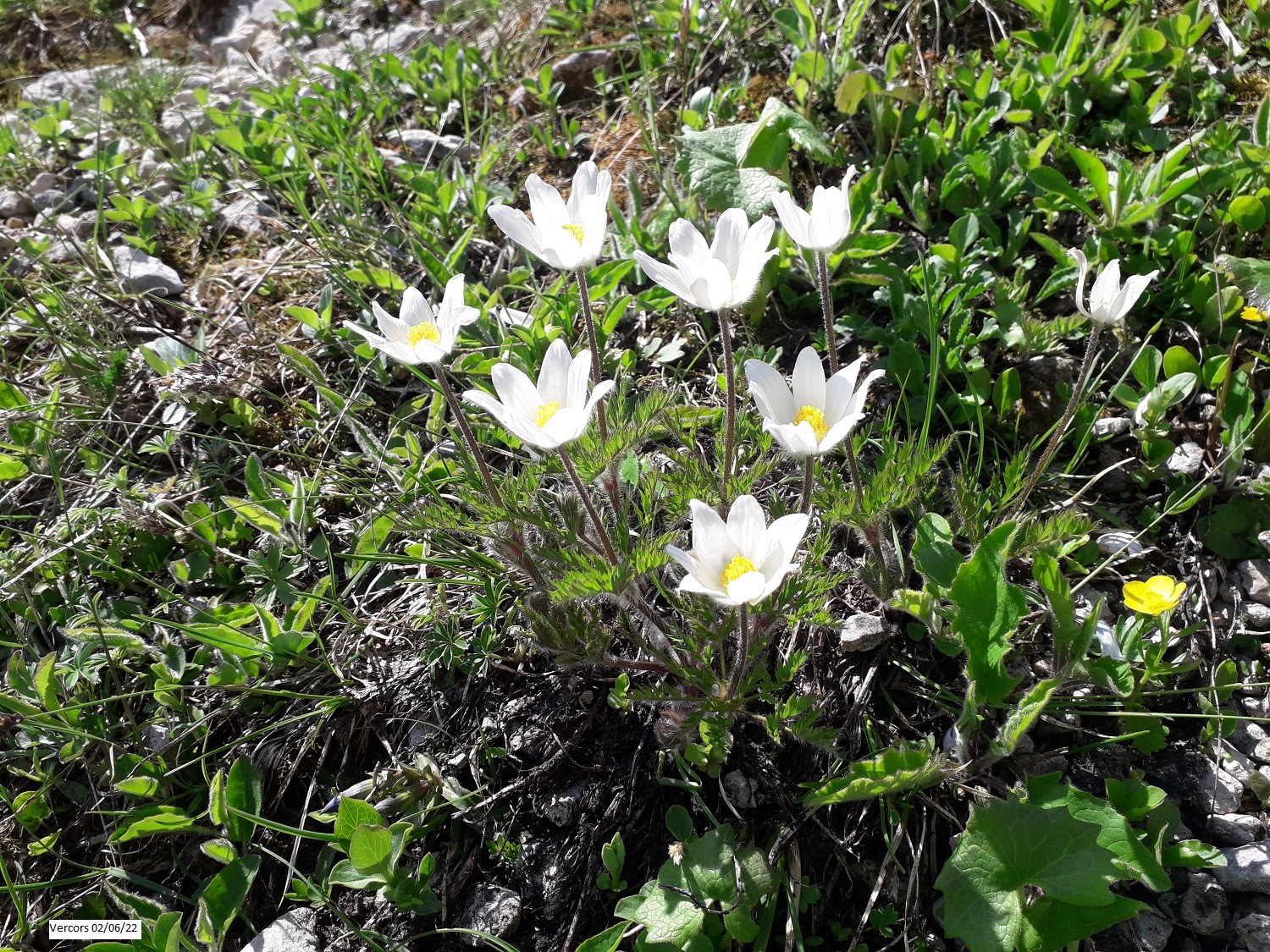 Pulsatille des alpes 1