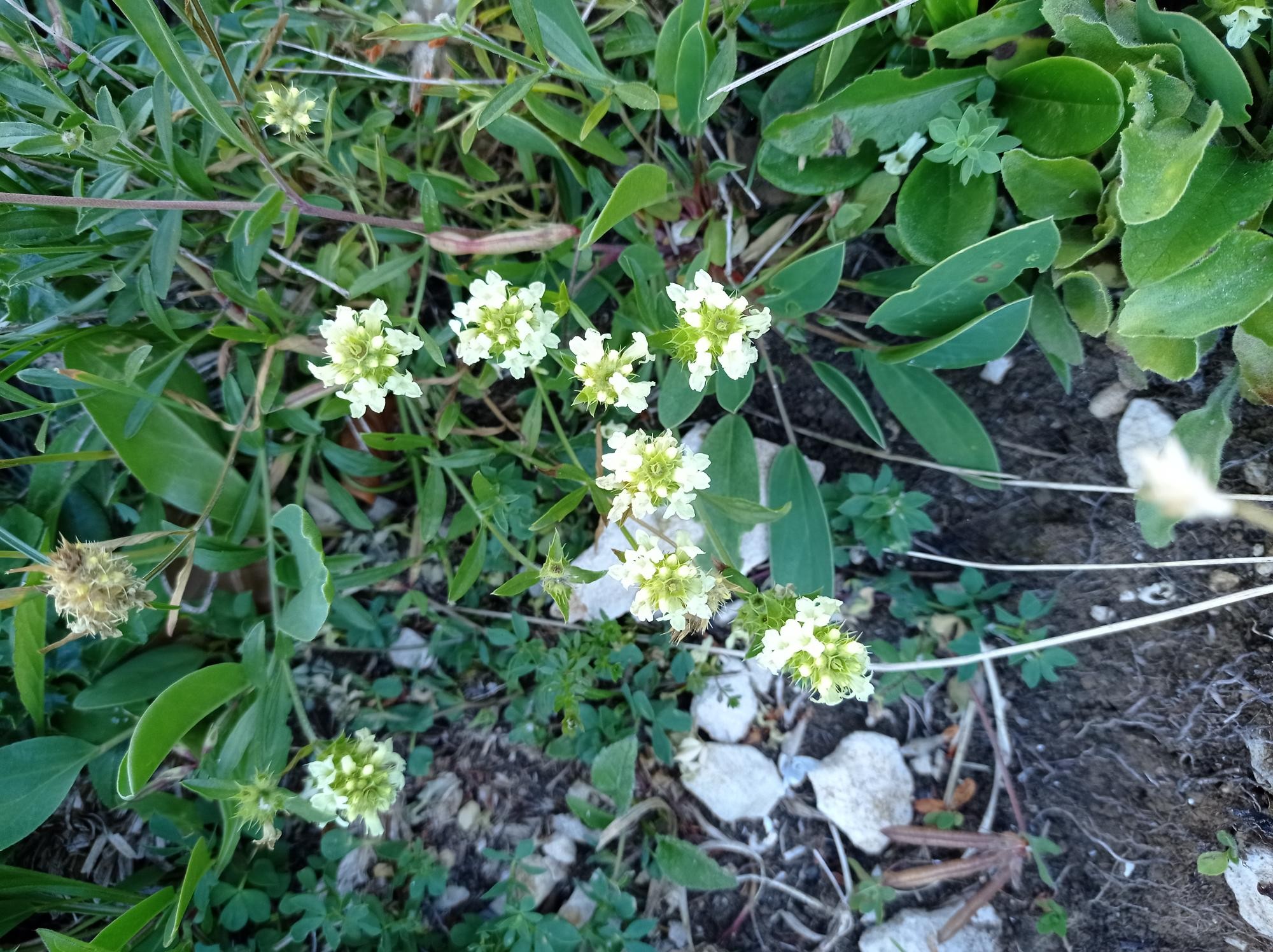 Scabieuse jaune pale