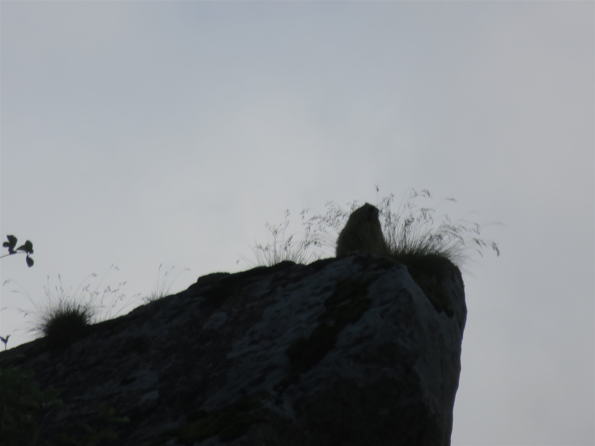 Une marmotte aux aguets